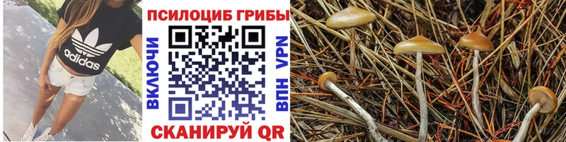 купить наркотики цена  Тотьма  Галлюциногенные грибы мицелий 